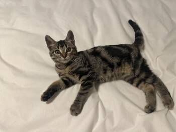 Rescue Domestic Short Hair Cats for Adoption in Chandler, Arizona - Sam Stray Kits | PetCurious