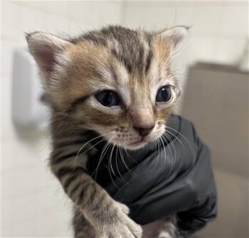 NITA -  Domestic Short Hair Cat for Adoption in Dallas, Texas - NITA | PetCurious