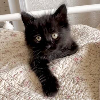 Chrissy* -  Domestic Medium Hair Cat for Adoption in San Gabriel, California - Chrissy* | PetCurious