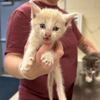 Stray - Boston Road Kitten 3 -  Domestic Short Hair Cat for Adoption in Roxboro, North Carolina - Stray - Boston Road Kitten 3 | PetCurious