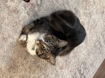 Rescue American Shorthair Cats for Adoption in Hayward, California - Katara | PetCurious