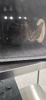 Kayla -  Domestic Short Hair Cat for Adoption in Athens, Tennessee - Kayla | PetCurious