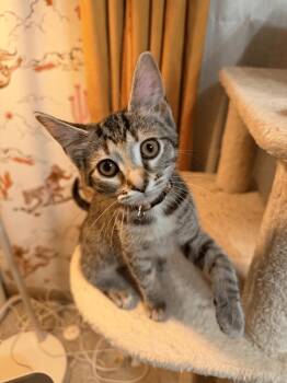 Ronnie -  Domestic Short Hair Cat for Adoption in Nashville, Tennessee - Ronnie | PetCurious