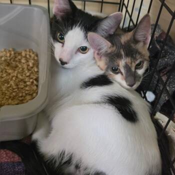 Benny Oaks -  Domestic Short Hair Cat for Adoption in Melrose, Florida - Benny Oaks | PetCurious