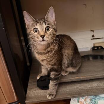 Nicole -  Domestic Short Hair Cat for Adoption in Chicago, Illinois - Nicole | PetCurious