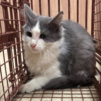 Sylveon -  Domestic Medium Hair Cat for Adoption in Bristol, Indiana - Sylveon | PetCurious