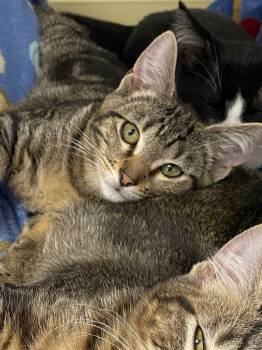 Domestic Short Hair Cats Available for Adoption - 25-26 Zen | PetCurious