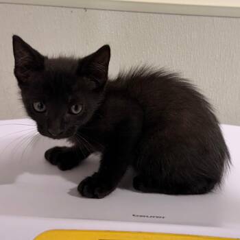 Mac -  Domestic Short Hair Cat for Adoption in Tampa, Florida - Mac | PetCurious