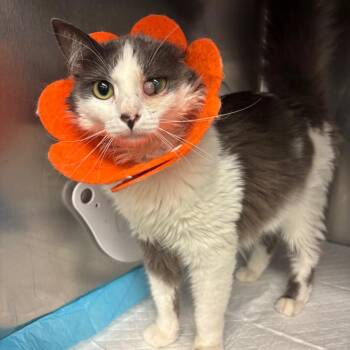 Twinkle -  Domestic Medium Hair Cat Available for Adoption in Los Angeles, California - Twinkle | PetCurious