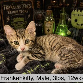 Frankenkitty -  Domestic Short Hair Cat for Adoption in Leander, Texas - Frankenkitty | PetCurious