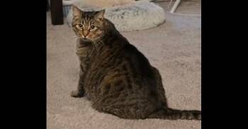 Domestic Short Hair Cats Available for Adoption in Virginia Beach, Virginia - Thomas | PetCurious
