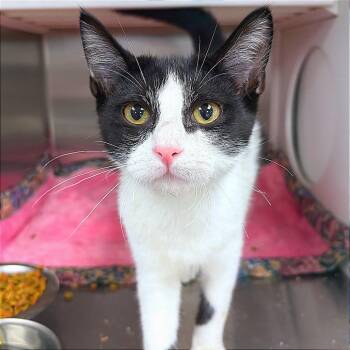 Sage -  Domestic Short Hair Cat for Adoption in Hannibal, Missouri - Sage | PetCurious