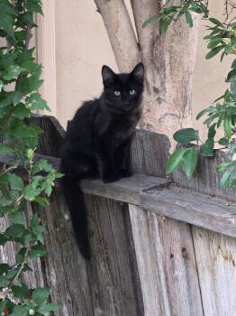 Rescue Domestic Medium Hair Cats for Adoption in Gilroy, California - Lucky | PetCurious