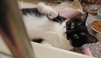 Renesmee -  Domestic Short Hair Cat for Adoption - Renesmee | PetCurious
