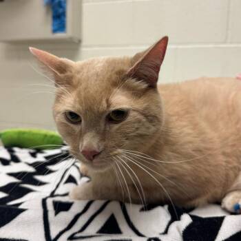 Bean -  Domestic Short Hair Cat for Adoption in Murray, Utah - Bean | PetCurious