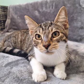Doug -  Domestic Short Hair Cat for Adoption in Attica, New York - Doug | PetCurious
