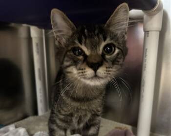 Rescue Domestic Medium Hair Cats for Adoption in Raleigh, North Carolina - LAGUARDIA | PetCurious