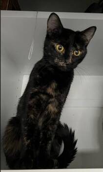 Coffee -  Tortoiseshell Cat for Adoption in Fruit Heights, Utah - Coffee | PetCurious