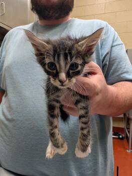 Zarbon -  Domestic Short Hair Cat Available for Adoption in Douglasville, Georgia - Zarbon | PetCurious
