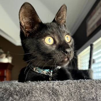 Rescue Domestic Short Hair Cats for Adoption in Fort Worth, Texas - Benjamin | PetCurious
