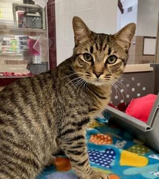 IAN -  Domestic Short Hair Cat for Adoption in Springfield, Massachusetts - IAN | PetCurious