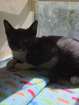 Rescue Domestic Short Hair Cats for Adoption in Chesapeake, Virginia - Peppino | PetCurious