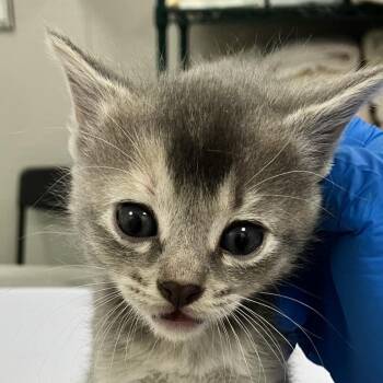 Kida -  Domestic Short Hair Cat for Adoption in Las Cruces, New Mexico - Kida | PetCurious