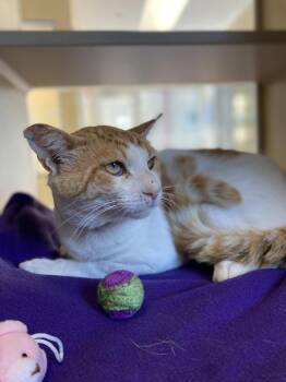 Stang -  Domestic Short Hair Cat for Adoption in Salinas, California - Stang | PetCurious