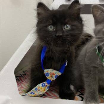 Domestic Long Hair Cats Available for Adoption in Spokane, Washington - Dewey | PetCurious