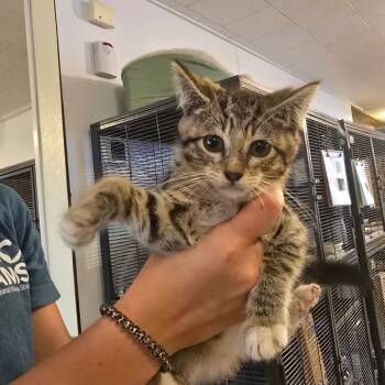 Rescue Domestic Short Hair Cats for Adoption in Hanna City, Illinois - Crab Ragoon | PetCurious