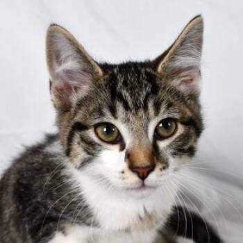 Patch -  Domestic Short Hair Cat for Adoption in Johnson City, Tennessee - Patch | PetCurious