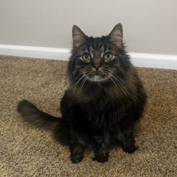 Charlie -  Maine Coon and Domestic Long Hair Cat for Adoption in Carmel, Indiana - Charlie | PetCurious