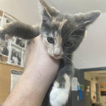 1550-C26 -  Domestic Short Hair Cat for Adoption in Port Charlotte, Florida - 1550-C26 | PetCurious