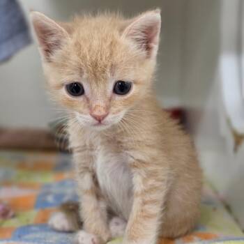 Domestic Short Hair Cats Available for Adoption in Phoenix, Arizona - Doris | PetCurious