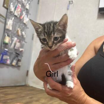 Taffy -  Domestic Short Hair Cat for Adoption in Hinesville, Georgia - Taffy | PetCurious
