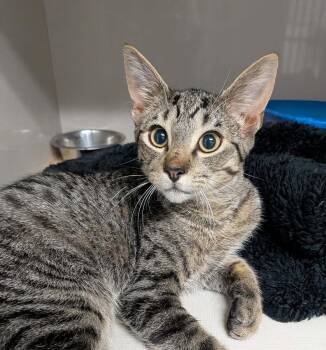 Batman -  Domestic Short Hair Cat for Adoption in Wetaskiwin, Alberta - Batman | PetCurious