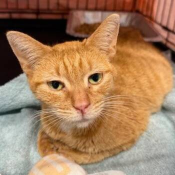 Quinn -  Domestic Short Hair Cat for Adoption in Cumming, Georgia - Quinn | PetCurious
