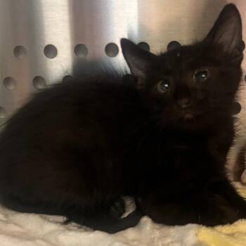 Carbonara -  Domestic Short Hair Cat for Adoption in Norman, Oklahoma - Carbonara | PetCurious