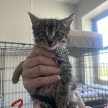 Pickles -  Domestic Short Hair Cat for Adoption in Canton, Illinois - Pickles | PetCurious
