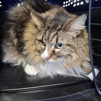 Domestic Long Hair Cats Available for Adoption - Purrlee | PetCurious