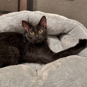 Rescue Domestic Short Hair Cats for Adoption in Santa Rosa, California - Beetle | PetCurious