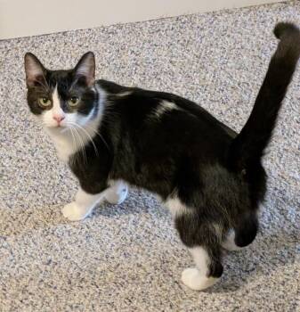 Domestic Medium Hair Cats Available for Adoption - Josie MD 0125 | PetCurious