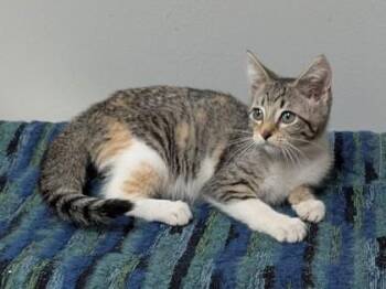Annie -  Domestic Short Hair Cat for Adoption in Taylorsville, North Carolina - Annie | PetCurious