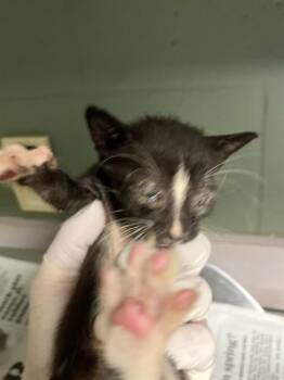 JERMAINE -  Domestic Short Hair Cat for Adoption in Jacksonville, Florida - JERMAINE | PetCurious