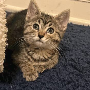 Millie -  Domestic Short Hair Cat for Adoption in Reeseville, Wisconsin - Millie | PetCurious