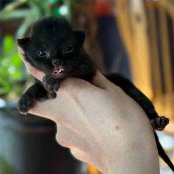 Babe Ruth -  Domestic Short Hair Cat for Adoption in Spring Hill, Kansas - Babe Ruth | PetCurious