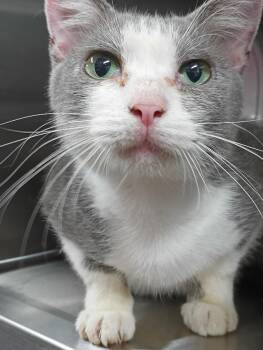 Momma -  Domestic Short Hair Cat for Adoption in Springfield, Tennessee - Momma | PetCurious