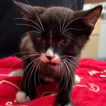 Donkey -  Domestic Short Hair Cat for Adoption in Lakeland, Florida - Donkey | PetCurious