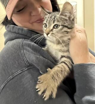 Rescue Tabby Cats for Adoption in Napa, California - Ketchup ( AV) | PetCurious