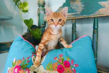 Domestic Short Hair Cats Available for Adoption in San Antonio, Texas - Sir Pouncealot | PetCurious